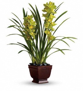 Teleflora's Splendid Orchids 